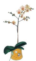  Trabzon kaliteli taze ve ucuz iekler  Phalaenopsis Orkide ithal kalite