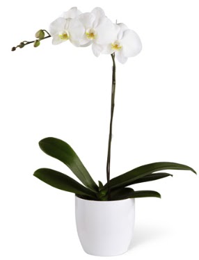 1 dall beyaz orkide  Trabzon iek yolla , iek gnder , ieki  