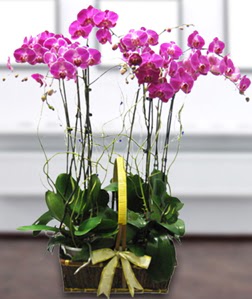 4 dall mor orkide  Trabzon iek , ieki , iekilik 