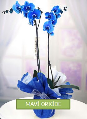 2 dall mavi orkide  Trabzon iek online iek siparii 