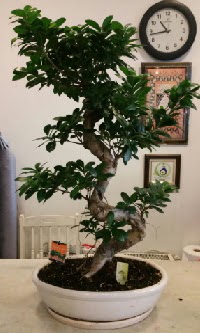 100 cm yksekliinde dev bonsai japon aac  Trabzon iek siparii sitesi 