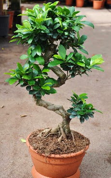 Orta boy bonsai saks bitkisi  Trabzon iek servisi , ieki adresleri 