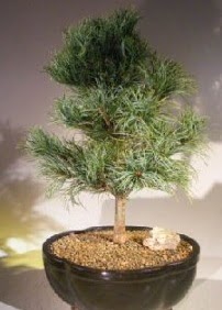 am aac bonsai bitkisi sat  Trabzon cicekciler , cicek siparisi 
