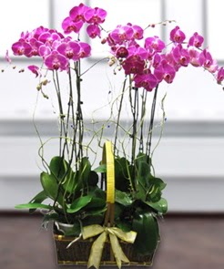 7 dall mor lila orkide  Trabzon internetten iek sat 