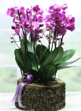 Ktk ierisinde 6 dall mor orkide  Trabzon cicekciler , cicek siparisi 