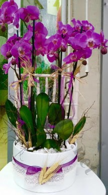 Seramik vazoda 4 dall mor lila orkide  Trabzon kaliteli taze ve ucuz iekler 