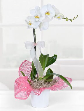Tek dall beyaz orkide seramik saksda  Trabzon internetten iek siparii 