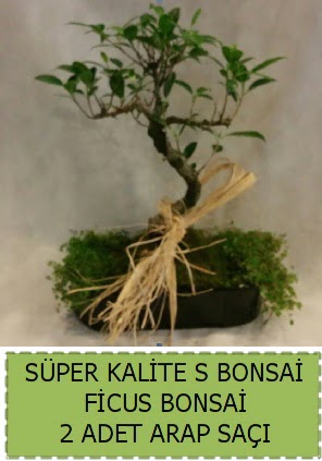 Ficus S Bonsai ve arap saçı  Trabzon çiçek siparişi vermek 
