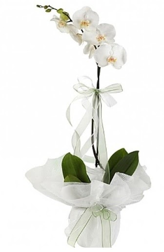 Tekli Beyaz Orkide  Trabzon uluslararas iek gnderme 