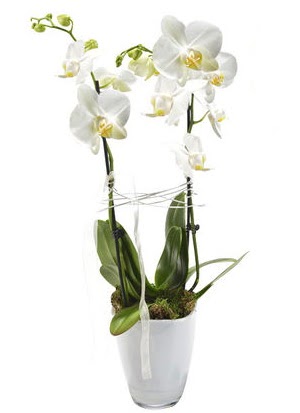 2 dall beyaz seramik beyaz orkide sakss  Trabzon internetten iek sat 