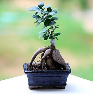 Marvellous Ficus Microcarpa ginseng bonsai  Trabzon iek maazas , ieki adresleri 