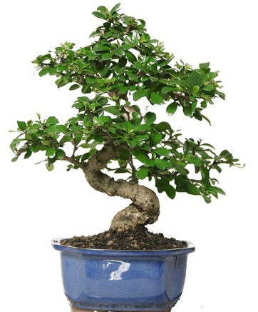 21 ile 25 cm aras zel S bonsai japon aac  Trabzon iek siparii vermek 