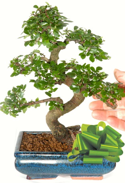 Yaklak 25 cm boyutlarnda S bonsai  Trabzon anneler gn iek yolla 