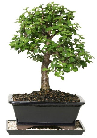 15 cm civar Zerkova bonsai bitkisi  Trabzon anneler gn iek yolla 