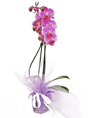  Trabzon nternetten iek siparii  Kaliteli ithal saksida orkide