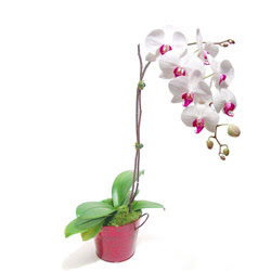  Trabzon internetten çiçek siparişi  Saksida orkide
