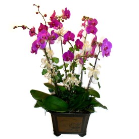  Trabzon güvenli kaliteli hızlı çiçek  4 adet orkide çiçegi