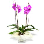  Trabzon online iek gnderme sipari  Cam yada mika vazo ierisinde  1 kk orkide