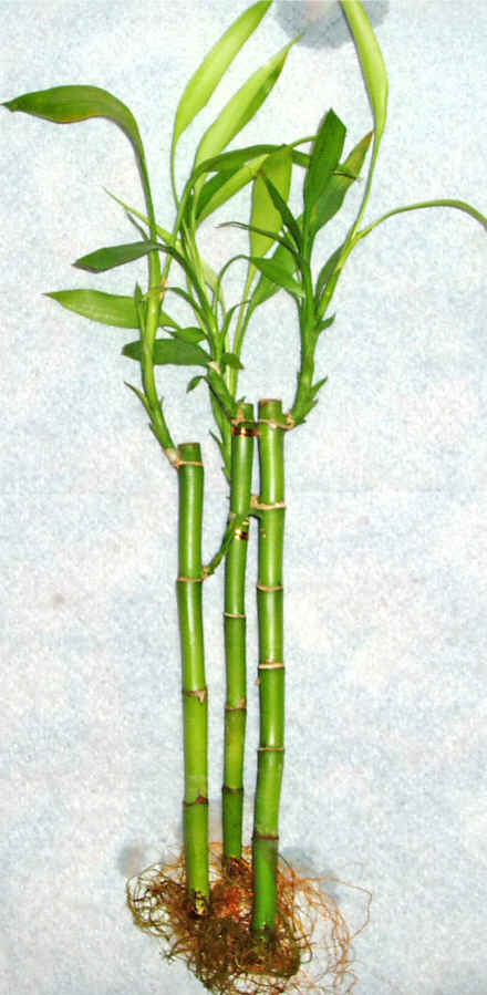 Lucky Bamboo 3 adet vazo hediye edilir   Trabzon gvenli kaliteli hzl iek 