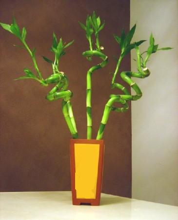 Lucky Bamboo 5 adet vazo ierisinde  Trabzon hediye sevgilime hediye iek 