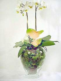  Trabzon online iek gnderme sipari  Cam yada mika vazoda zel orkideler