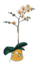  Trabzon kaliteli taze ve ucuz iekler  Phalaenopsis Orkide ithal kalite