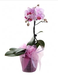 1 dal pembe orkide saksı çiçeği  Trabzon çiçek satışı 