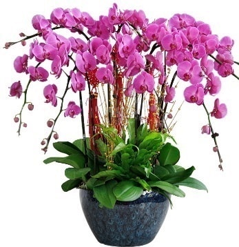 9 dallı mor orkide  Trabzon çiçek yolla , çiçek gönder , çiçekçi  