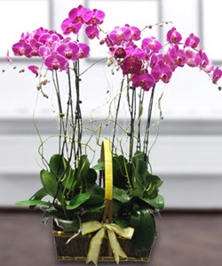 4 dallı mor orkide  Trabzon çiçek , çiçekçi , çiçekçilik 