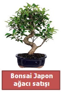 Japon aac bonsai sat  Trabzon anneler gn iek yolla 