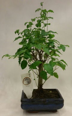 Minyatr bonsai japon aac sat  Trabzon iek siparii vermek 