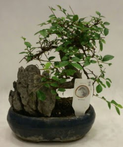 thal 1.ci kalite bonsai japon aac  Trabzon online iek gnderme sipari 