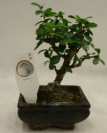 Kk minyatr bonsai japon aac  Trabzon internetten iek siparii 
