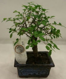 Minyatr ithal japon aac bonsai bitkisi  Trabzon online iek gnderme sipari 