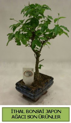 thal bonsai japon aac bitkisi  Trabzon iek gnderme sitemiz gvenlidir 