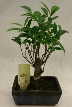 Japon aac bonsai bitkisi sat  Trabzon iek siparii vermek 