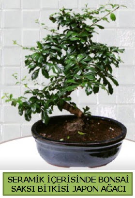 Seramik vazoda bonsai japon aac bitkisi  Trabzon anneler gn iek yolla 