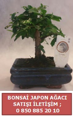 Japon aac minyar bonsai sat  Trabzon online iek gnderme sipari 