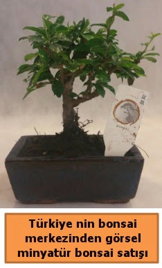 Japon aac bonsai sat ithal grsel  Trabzon iekiler 