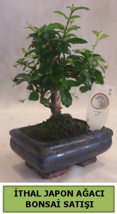 thal japon aac bonsai bitkisi sat  Trabzon iek siparii vermek 