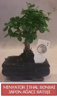 Kk grsel bonsai japon aac bitkisi  Trabzon cicek , cicekci 