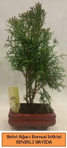 Selvi aac bonsai japon aac bitkisi  Trabzon online iek gnderme sipari 