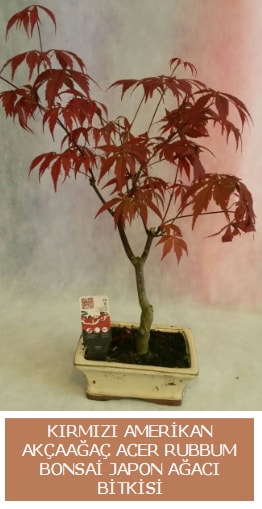 Amerikan akçaağaç Acer Rubrum bonsai  Trabzon online çiçekçi , çiçek siparişi 