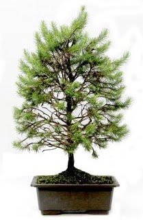 *** STOKTA YOK - am aac bonsai bitkisi sat  Trabzon yurtii ve yurtd iek siparii 