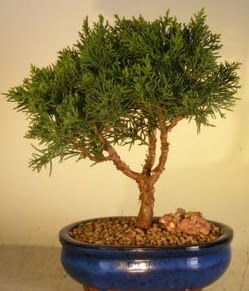 Servi am bonsai japon aac bitkisi  Trabzon iekiler 
