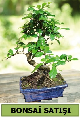 am bonsai japon aac sat  Trabzon online iek gnderme sipari 