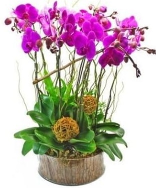 Ahap ktkte lila mor orkide 8 li  Trabzon hediye sevgilime hediye iek 