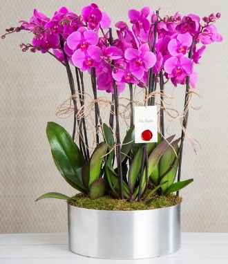 11 dallı mor orkide metal vazoda  Trabzon internetten çiçek satışı 