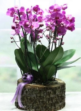 Kütük içerisinde 6 dallı mor orkide  Trabzon cicekciler , cicek siparisi 