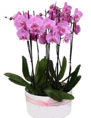 Beyaz seramik içerisinde 7 dallı mor orkide  Trabzon çiçek siparişi vermek 